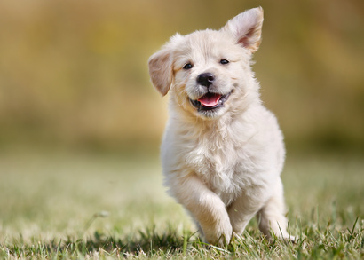 Fotolia 68650327 XS
